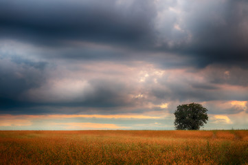 Fototapeta premium Landscape, sunny dawn in a field and meadow