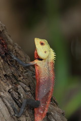 Oriental Garden Lizard, Maldives.