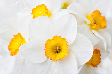 Floral motif wallpaper, beautiful daffodils background