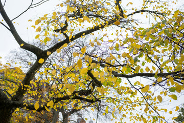 Tree Branch with yellow leaves, autumn. With blue sky background