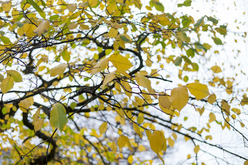 Tree Branch with yellow leaves, autumn. With blue sky background