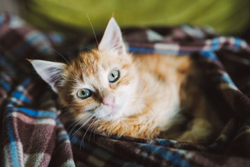 Orange kitten portrait