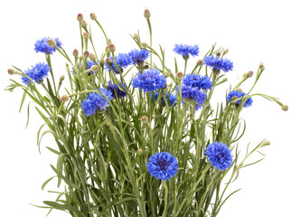Blue Cornflower Herb or bachelor button flower bouquet isolated