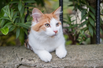 Orange and White Cat in the Grass