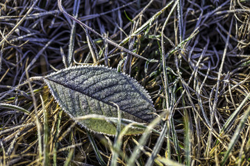 Gefrorenes Blatt auf einer Wiese