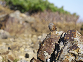 イワヒバリ(Alpine accentor)