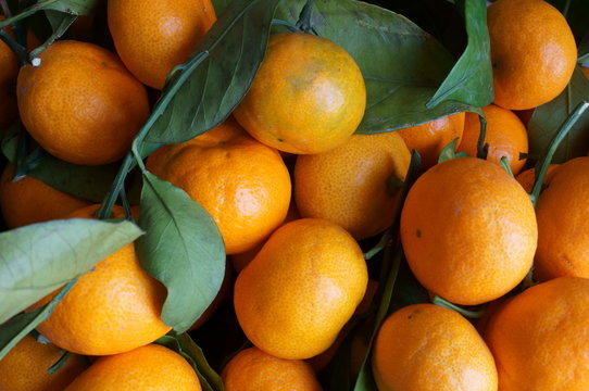 Frutti del mandarino
