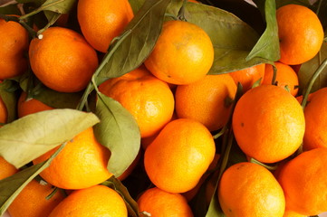 Frutti del mandarino
