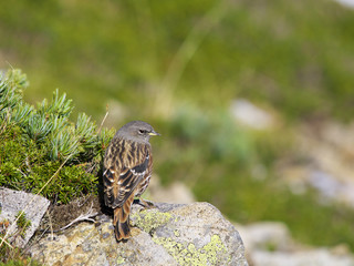 イワヒバリ(Alpine accentor)