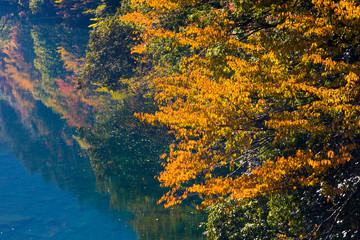 Obraz na płótnie Canvas Autumn in Japan, the leaves of the trees change to beautiful colors.