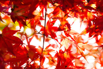 Autumn in Japan, the leaves of the trees change to beautiful colors.