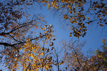 leaves in the sky
