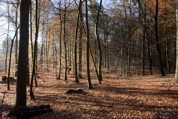 Obraz premium forest in autumn
