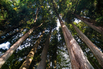 Fototapeta premium Pine tree nature green wood sunlight backgrounds.