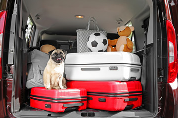 Car trunk with cute pug and luggage. Travel concept