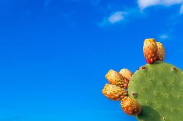 Kaktus mit Kaktusfeige vor blauem Himmel mit Platz für Text