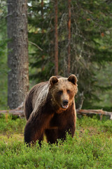 brown bear powerful posture