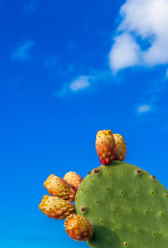 Kaktus mit Kaktusfeige vor blauem Himmel mit Platz für Text