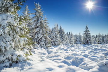Fototapeta premium the wintry forest