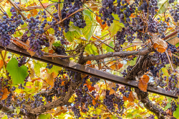 treille de vigne en automne