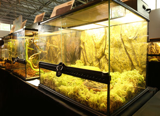 Pet shop terrarium © Africa Studio