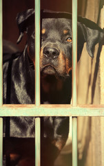 Portrait of homeless rottweiler in animal shelter cage