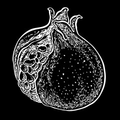 Pomegranate fruit. Vector hand drawn illustration. Sketchy style. Chalkboard drawing.