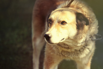 Portrait of dog on leash against blurred background, close up view
