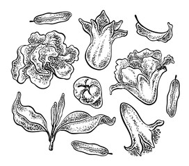 Pomegranate flowers, leaves and buds. Vector hand drawn illustration. Sketchy style.