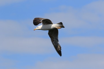 seagull in flight