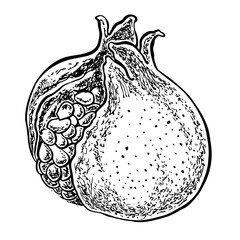 Pomegranate fruit. Vector hand drawn illustration. Sketchy style.
