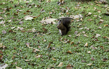 Feeding a squirrel in a forest
