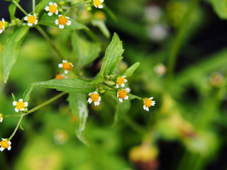 Galinsoga quadriradiata, Galinsoga ciliata  (shaggy soldier, Peruvian daisy, hairy galinsoga,...