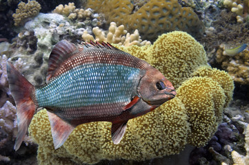 Mushroom leather coral (soft coral)