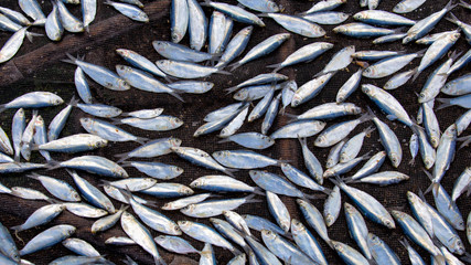 collection of dried fish at fishing village somewhere in indonesia