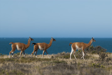 Guanaco, Patagonia, Argentina