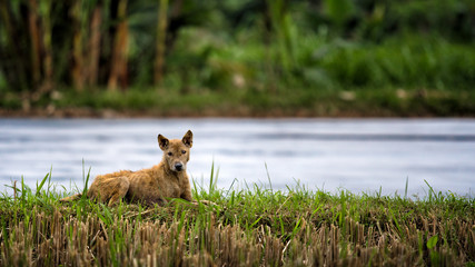 dog lying in the grass somewhere in flores, indonesia