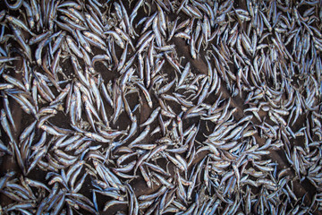 dried fish spread on a mesh at a fishing vilage somewhere in ind