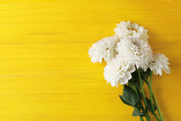Beautiful dahlia flowers on yellow wooden background