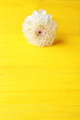 Beautiful dahlia flower on yellow wooden background