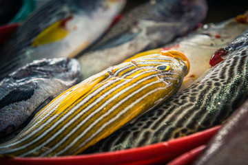 fresh raw yellow striped fish displayed at a fish market in flores, indonesia