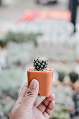 Little beautiful cactus on pot ,hipster tone