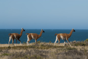Guanacos , Patagonia