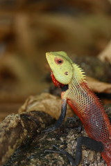 Oriental Garden Lizard, Maldives