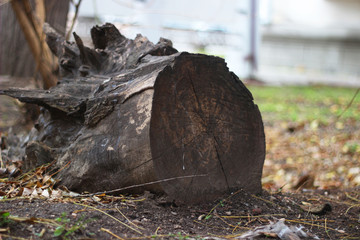 Stump