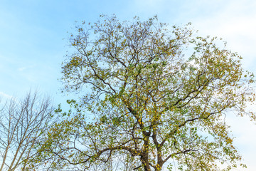 Falling leaves of a tree in autumn