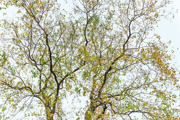 Falling leaves of a tree in autumn