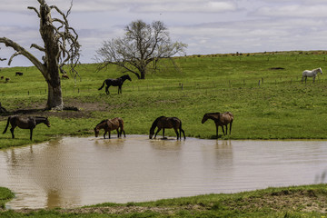 Horses on the dam