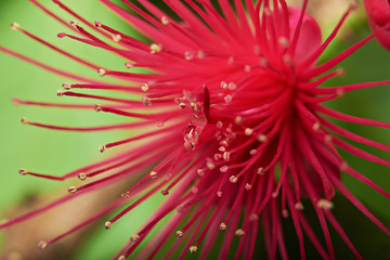 macro of pink perote flower