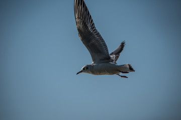 Fliegdene Möwe